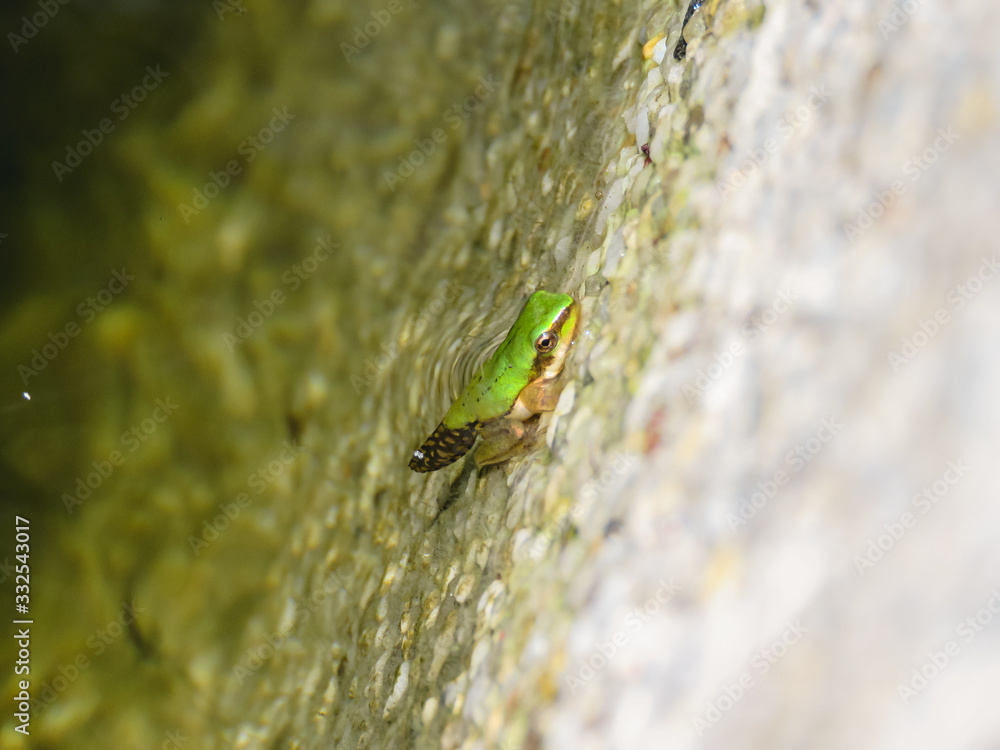 tree frog change tadpole to frog tail legs green frog growth into the pond life in nature tail tree frog change tadpole to frog tail legs green frog growth into the pond life in nature tail