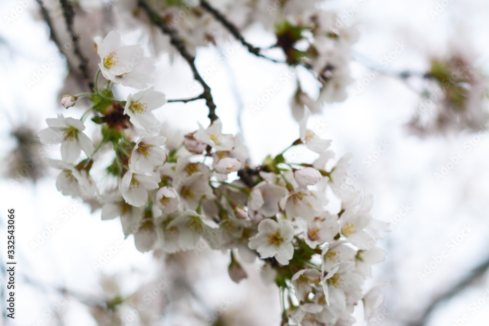 flowers of cherry tree in spring flowers of cherry tree in spring