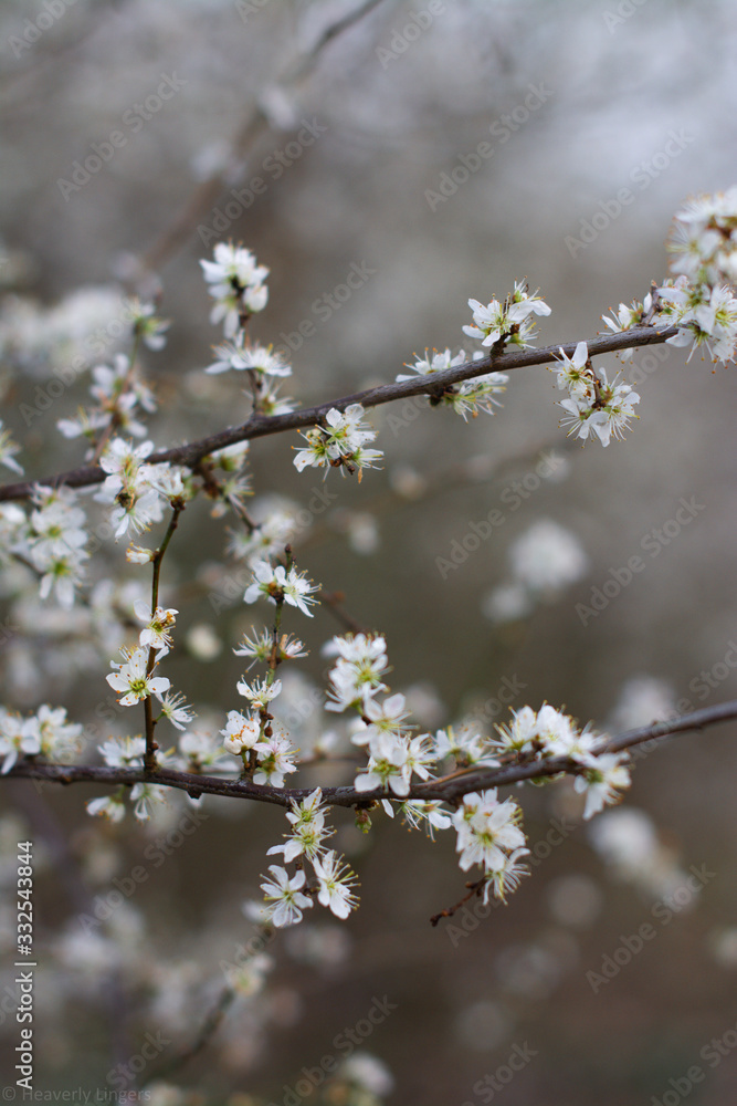 white flowers in spring white flowers in spring