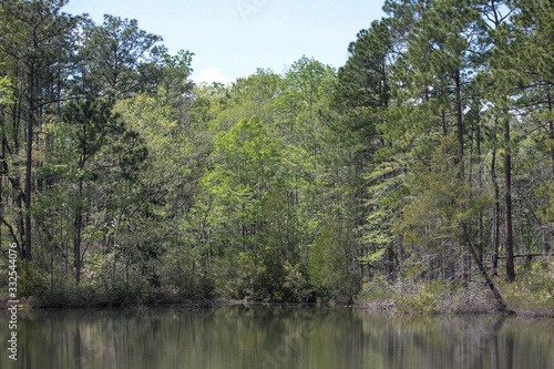 lake in the forest