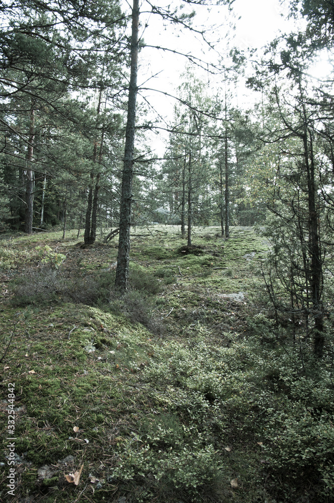 Fototapeta premium path in the forest