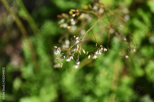 Oriental false hawksbeard (Youngia japonica) / Medicinal plants in asterrceae weed. © tamu