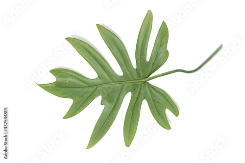green fern isolated in white background leafs