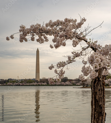 Canvas-taulu Cherry Blossom trees in front of the Washington Memorial from the Tidal Basin in