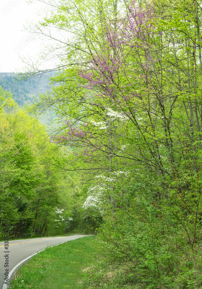 Dogwood Trees bloom along the side of the road in the Smokies. Dogwood Trees bloom along the side of the road in the Smokies.
