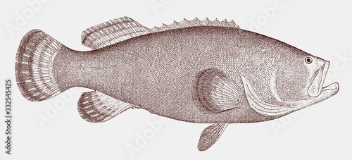 Atlantic goliath grouper epinephelus itajara, threatened saltwater fish from tropical Atlantic Ocean