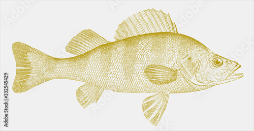 Yellow perch perca flavescens, popular and delicious sport fish native to North America in side view photo