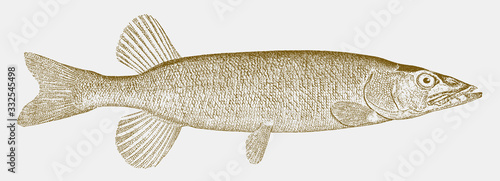 Redfin pickerel, esox americanus, a freshwater fish from lakes, streams and swamps along the atlantic coast of north america in side view