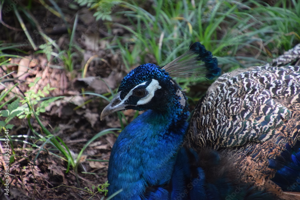 custom made wallpaper toronto digitalwild Peacock in New Zealand