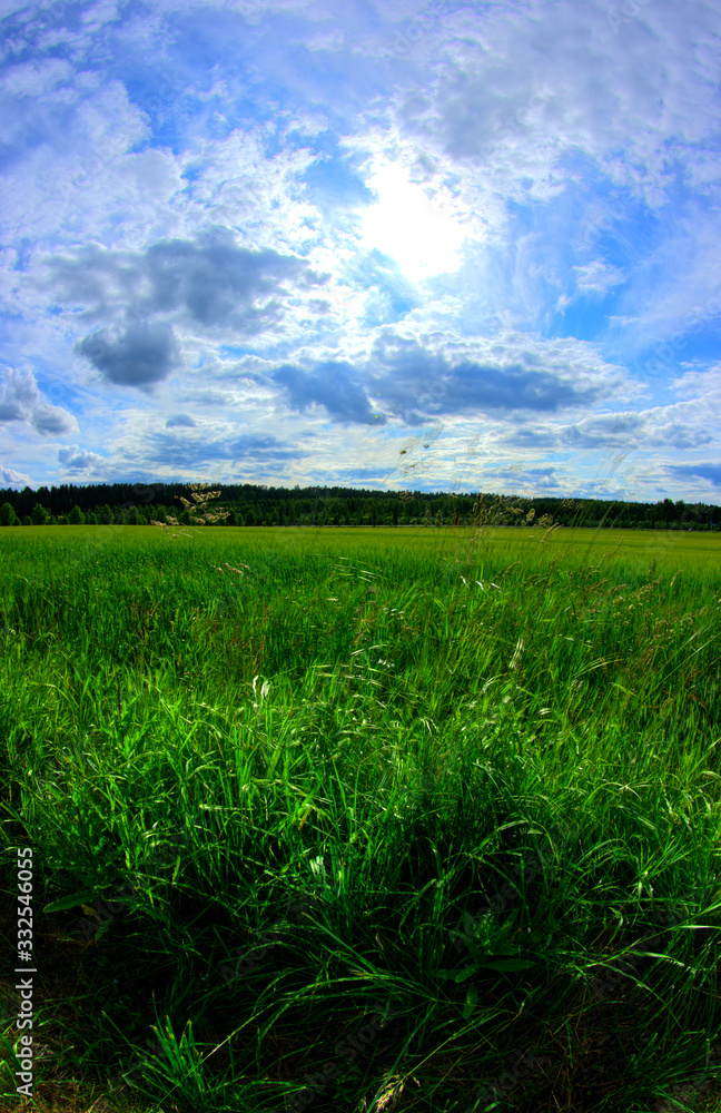 field of green grass and blue sky with clouds field of green grass and blue sky with clouds
