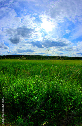 field of green grass and blue sky with clouds