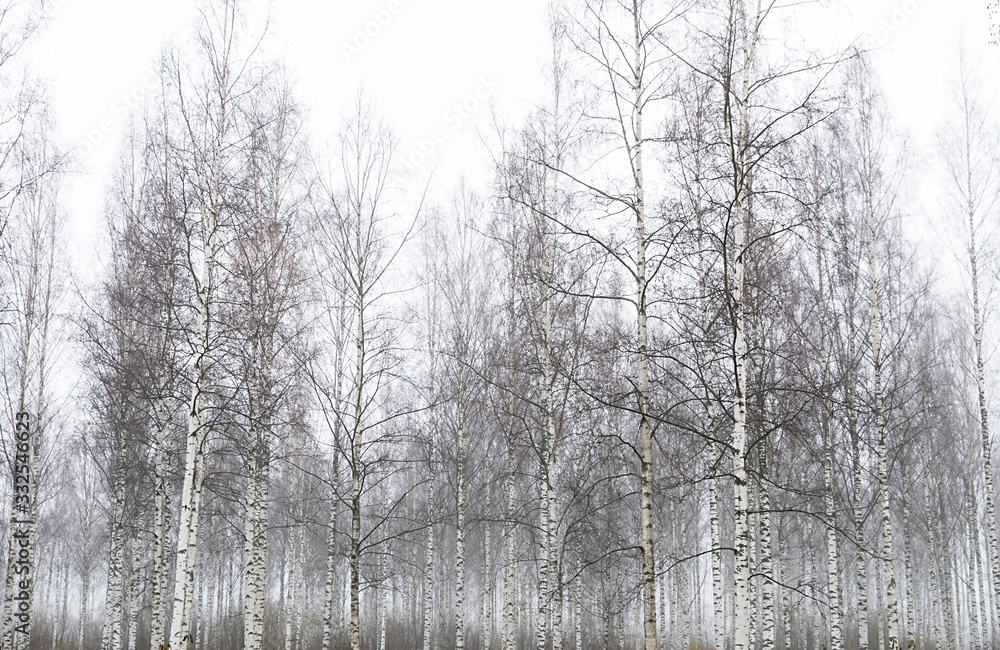 Fototapeta premium forest in winter
