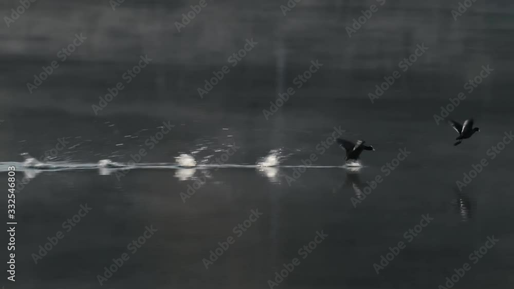 Spray. Wild ducks mating season. Running on water concept. Wild birds in slow motion. Landscape morning on the lake. Nature dawn background. Spray. Wild ducks mating season. Running on water concept. Wild birds in slow motion. Landscape morning on the lake. Nature dawn background.