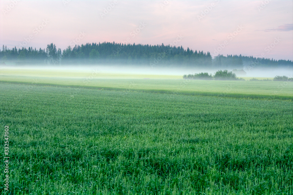 Fototapeta premium morning on the lake