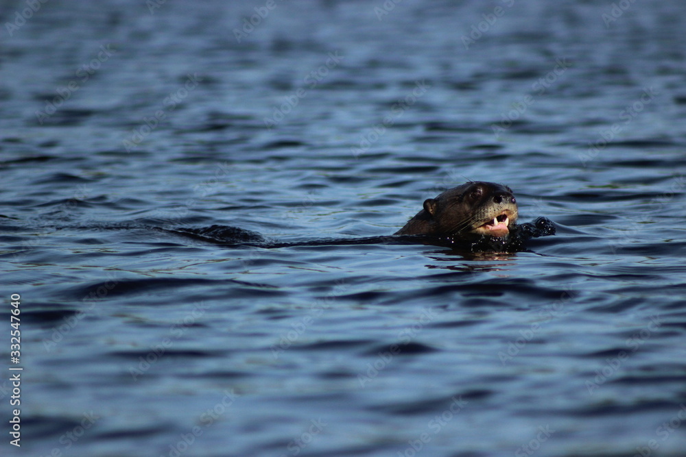Giant otter (Pteronura brasiliensis) swimming, Río Negro, Pantanal, Paraguay (near of Bahía Negra town). Giant otter (Pteronura brasiliensis) swimming, Río Negro, Pantanal, Paraguay (near of Bahía Negra town).