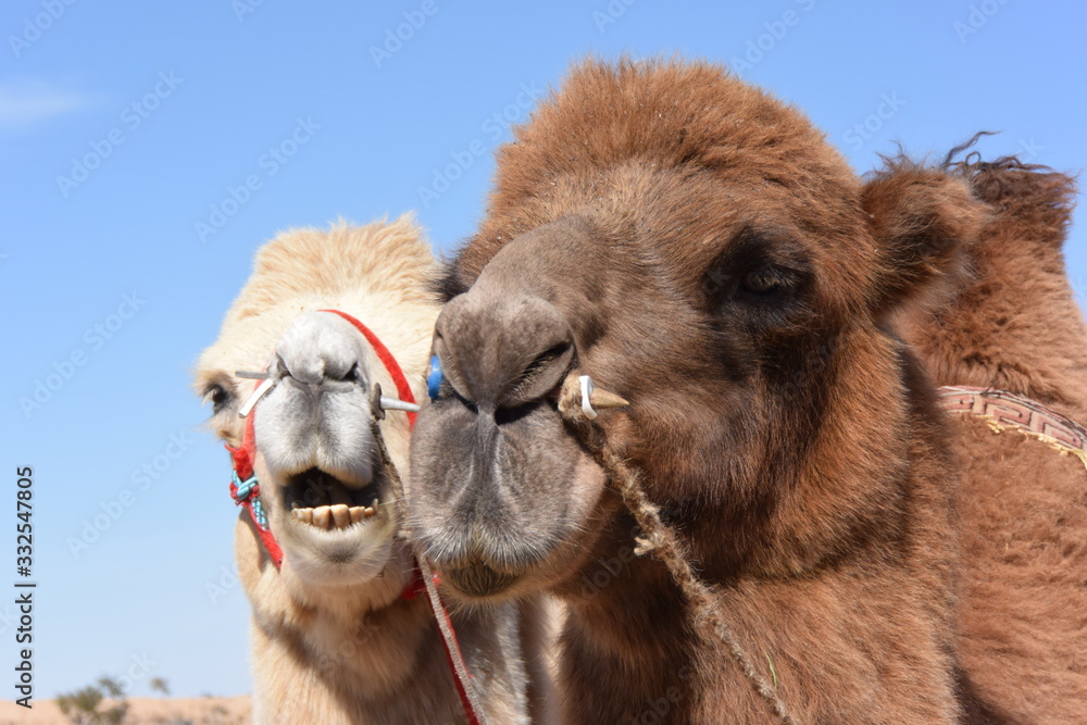 モンゴル高原のラクダ。遊牧の民の風景。Summer Mongolian landscape with camel.Sunny day in Mongolian steppes.