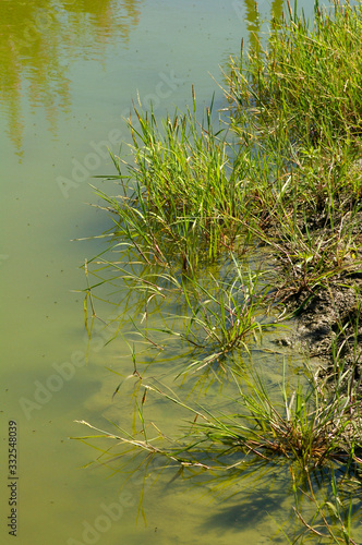 grass and water © Markus Kauppinen