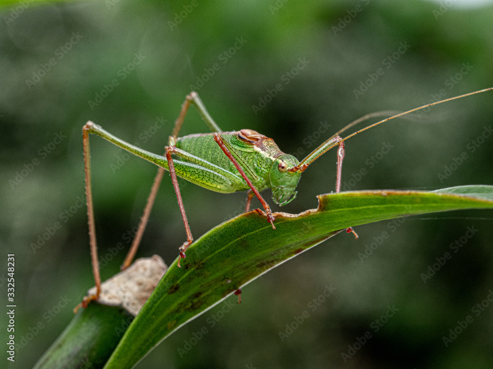 Closeup of Grasshopper on Leaf2 Closeup of Grasshopper on Leaf2