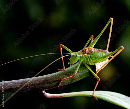 Closeup of Grasshopper on Branch