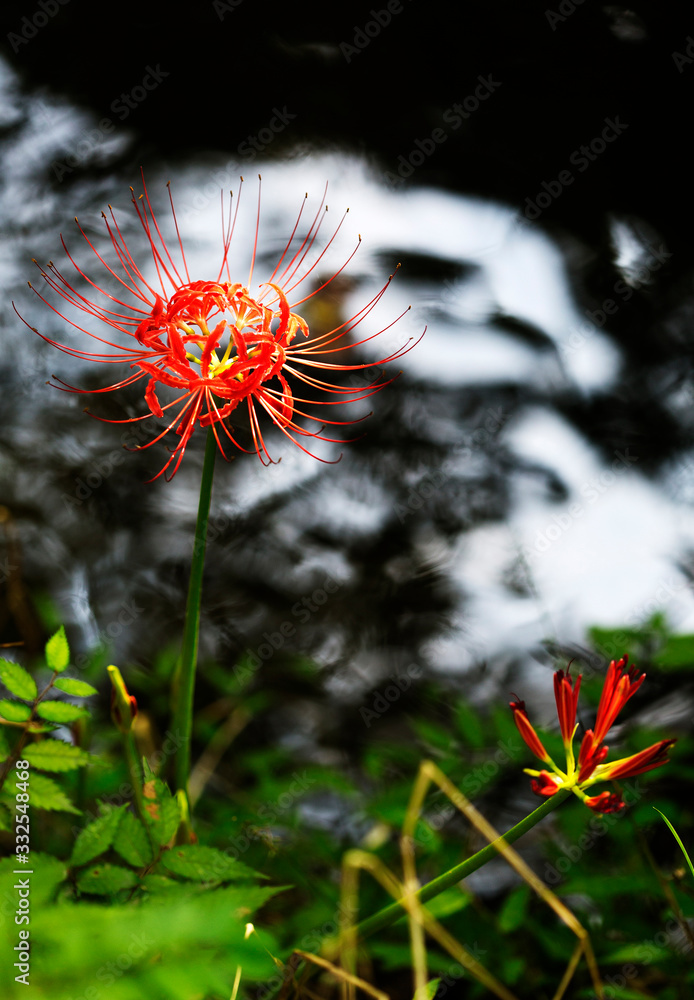 Magic Lily, Resurrection Lily Flowers Photographs Magic Lily, Resurrection Lily Flowers Photographs