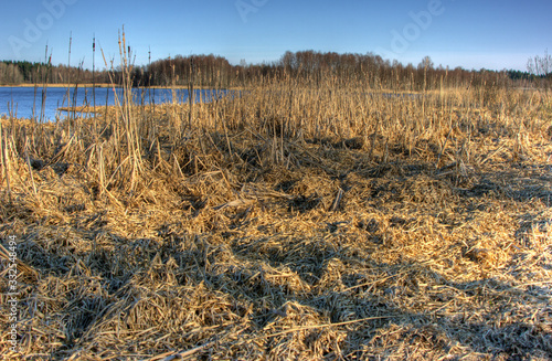 Fototapeta Naklejka Na Ścianę i Meble -  reeds in lake