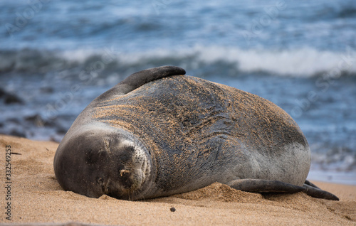 Hawaii Monk Seal - Oahu, Hawaii