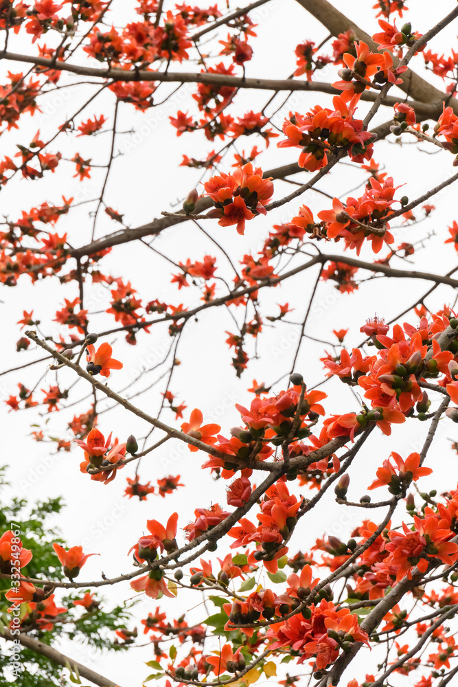 blooming Bombax ceiba or red cotton tree blooming Bombax ceiba or red cotton tree