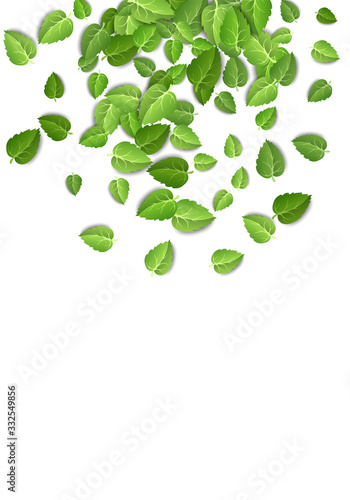 Flying green leaves on white background. Spring leaf vertical pattern on isolated backdrop. Fall fresh leaves plant. Vector illustration