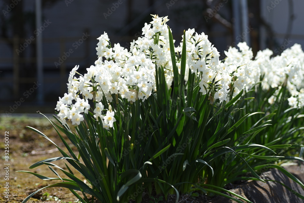 White narcissus flowers / Springtime landscape