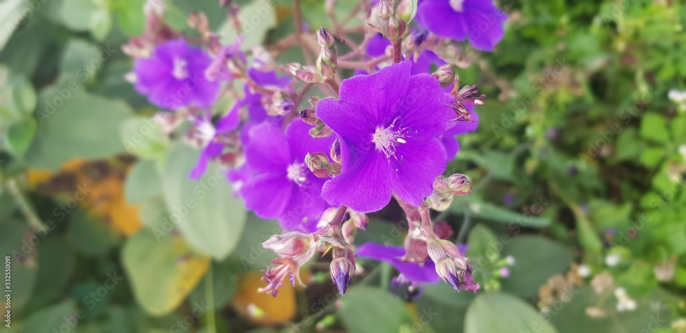 Fototapeta premium Violet flowers