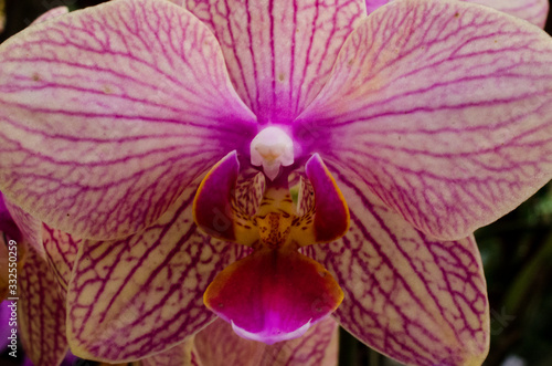 Wallpaper Mural Closeup of pink orchid in a botanical garden. Torontodigital.ca