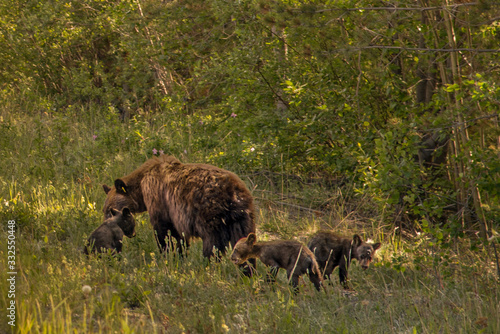 Mother bear and three cubs seen in Whitehorse, Yukon Territory, northern Canada with wild animals in outdoor environment, natural area in summer time. 