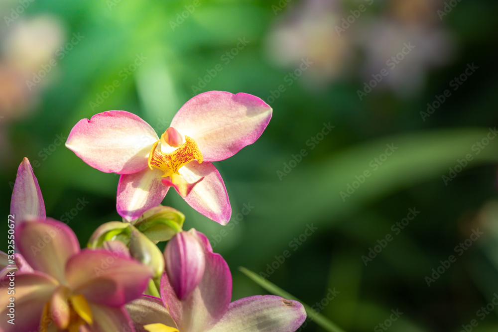 Beautiful blooming orchids in forest Beautiful blooming orchids in forest