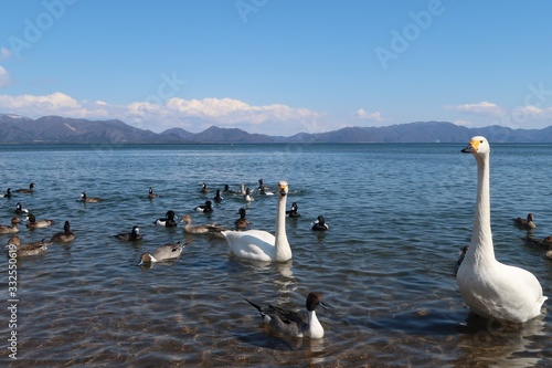 快晴の猪苗代湖長浜　白鳥と鴨
