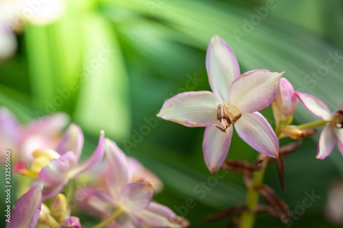 Beautiful blooming orchids in forest