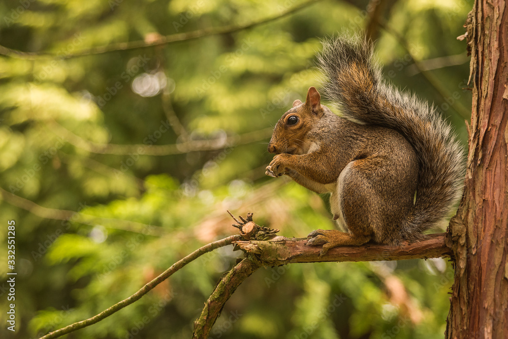 Irish squirrel eating its lunch Irish squirrel eating its lunch