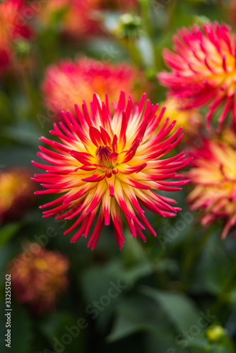 Flower detail botanic garden Dublin