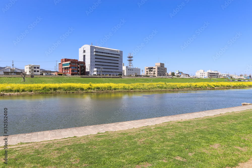 遠賀川河川敷の菜の花と直方市役所