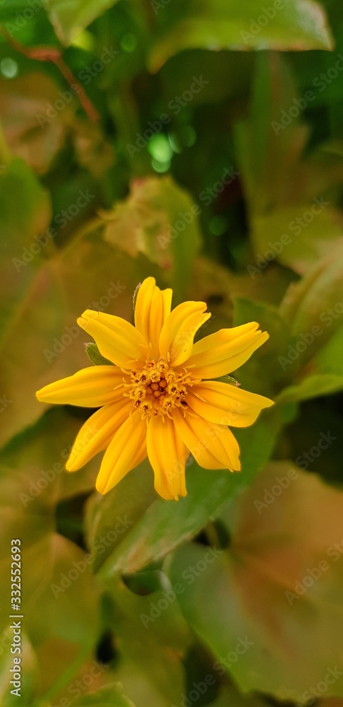 Obraz premium Tiny yellow flower