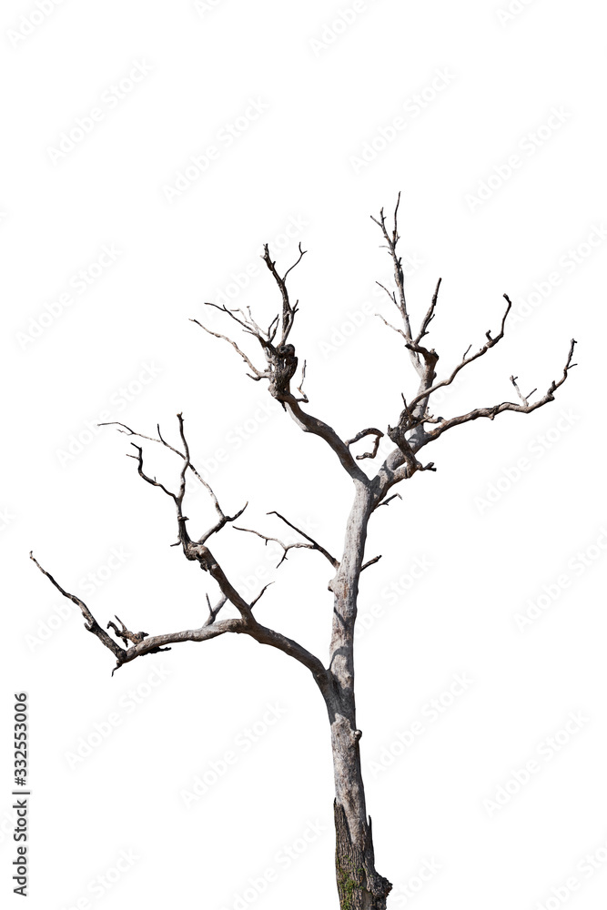 Dry tree isolated on white background. Clipping path