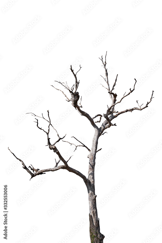 Dry tree isolated on white background. Clipping path Dry tree isolated on white background. Clipping path
