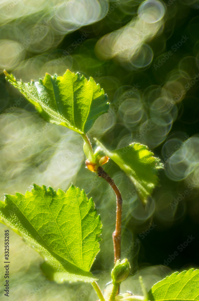 birch birch