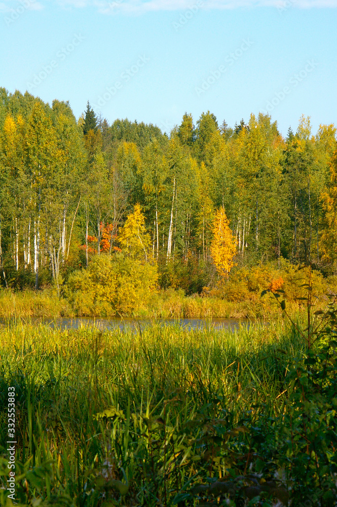 Fototapeta premium autumn colors