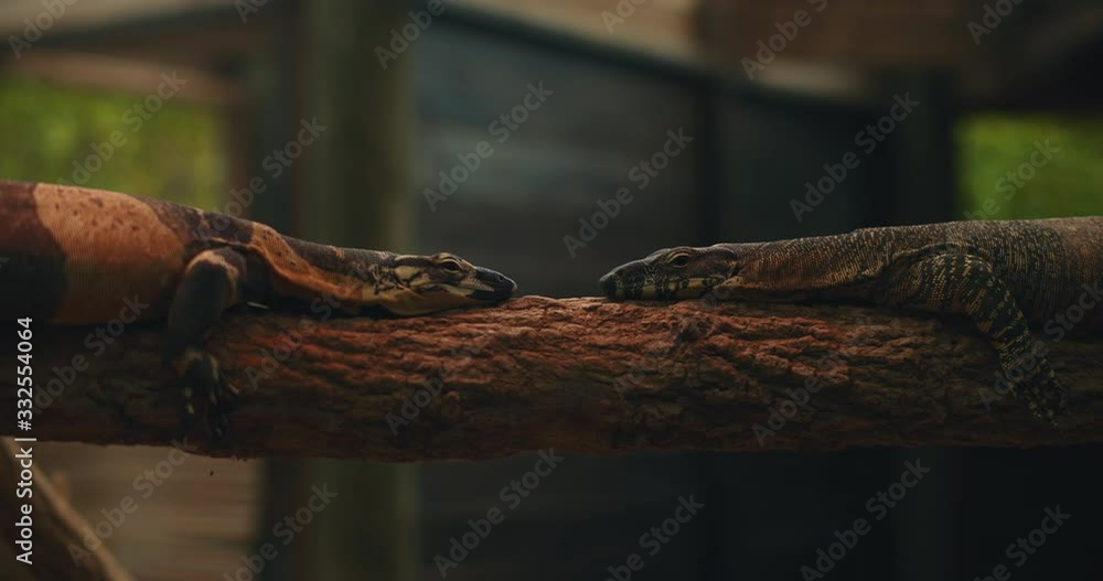 Two lace monitor lizards resting on a tree branch. CLOSE UP, SLOW MOTION, SHALLOW DOF. B-roll. BMPCC 4K Two lace monitor lizards resting on a tree branch. CLOSE UP, SLOW MOTION, SHALLOW DOF. B-roll. BMPCC 4K