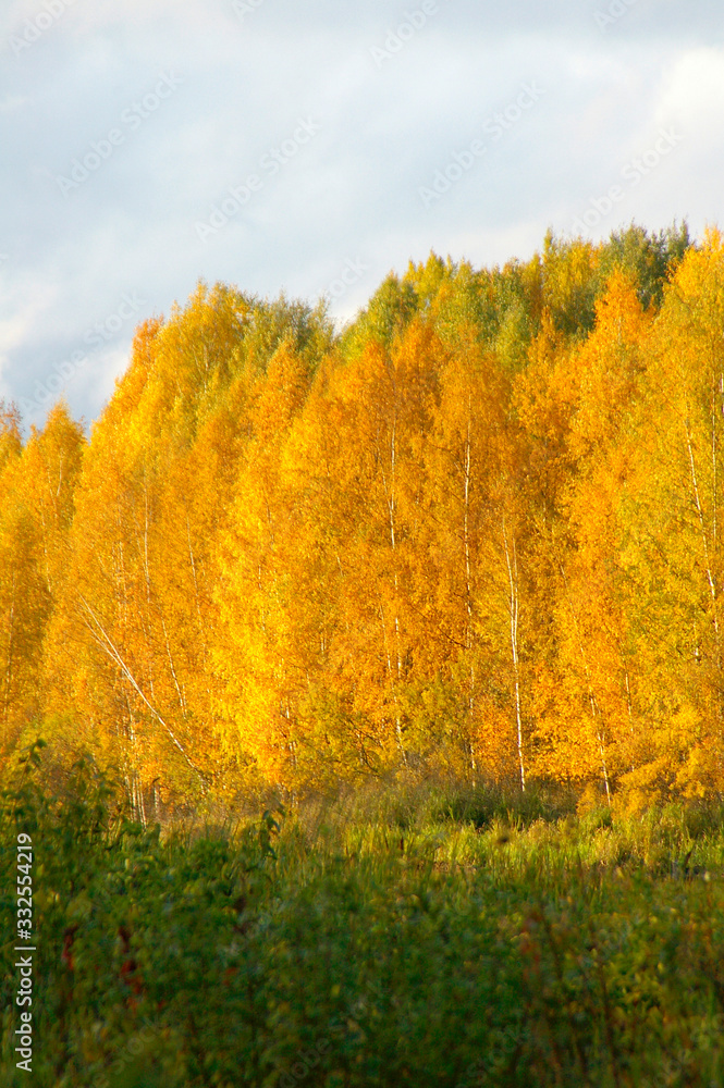 Fototapeta premium autumn colors