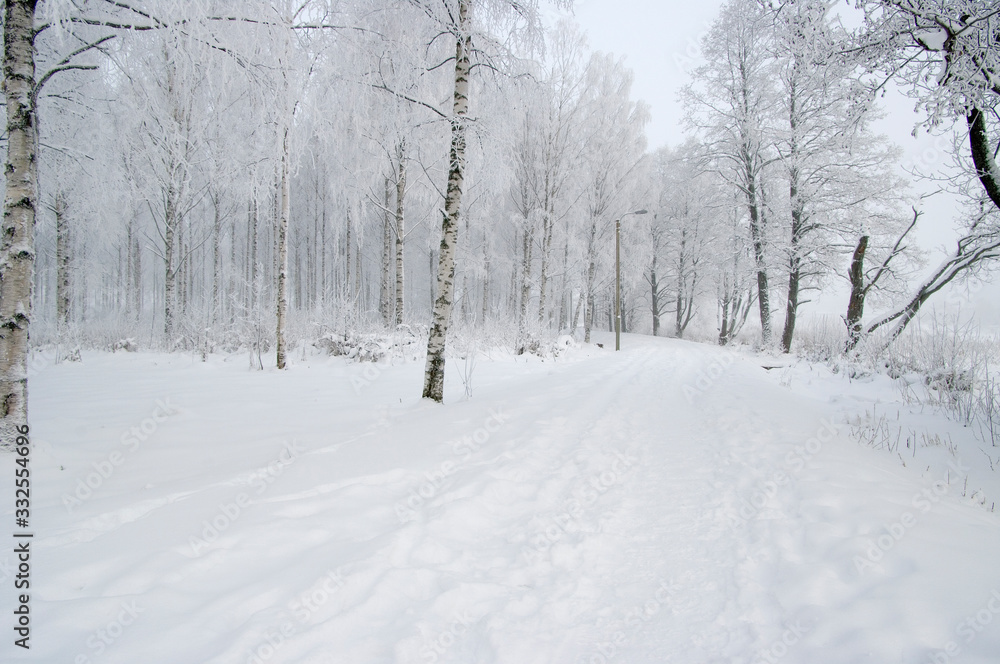 road in winter forest road in winter forest