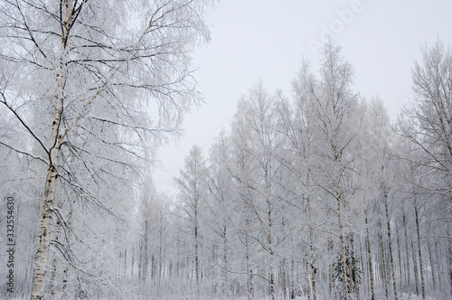 winter forest