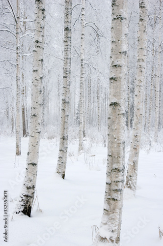 trees in winter