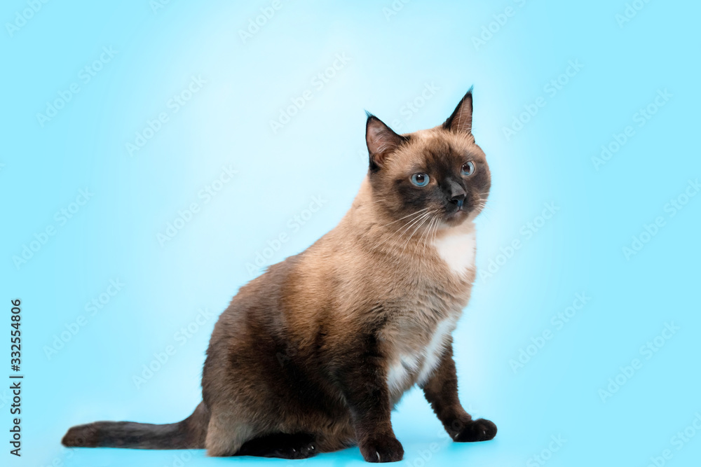 a cute Siamese cat sits and looks lovingly at the camera, on a blue background