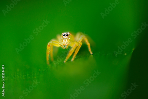 Green Jumping Spider also known as Mopsus Mormon. photo